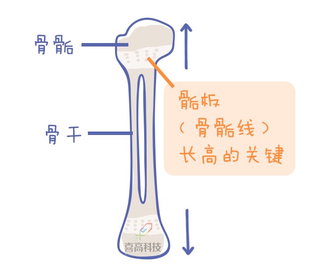 重啟骨骺線~你看起來很誘人！_11.png