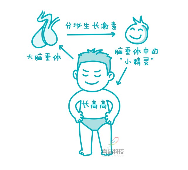 一網(wǎng)打盡︱打生長激素有副作用嗎？_02.png