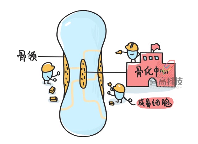 11.22看完大樓建造過程，就知道孩子是怎么長高的-_05.png